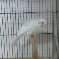 قناری فر سفید