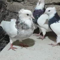 کبوتر طوقی