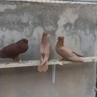 زرد وسرخ کاکلی|پرنده|کنگاور, |دیوار