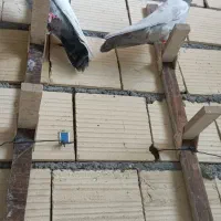 سینه سبز نرماده.