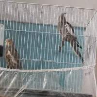 جفت عروس