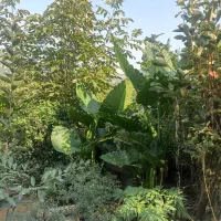 گل بابا ادم جاینت تنه دار|گل و گیاه طبیعی|کتالم و سادات شهر, |دیوار