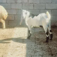 بز نر|حیوانات مزرعه|اهواز, الهائی|دیوار