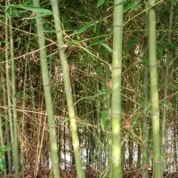 بامبو ریشه دار