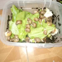 حلزون آلبینو اچاتینا|خزنده|کرمانشاه, |دیوار