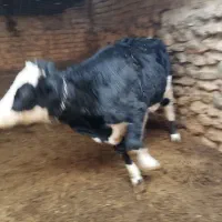 گوساله ماده دورگ کشتاری|حیوانات مزرعه|نوبران, |دیوار