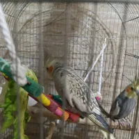 عروس هلندی مولد با وسایل|پرنده|پاکدشت, پاکدشت (مامازند)|دیوار