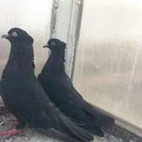 کبوتر زاغ کاکلی و زاغ سبز