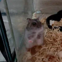 ۲ عدد همستر مینیاتوری نرو ماده