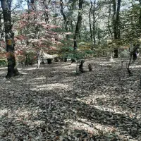 کاه یو نجه درجه یک تماس