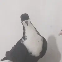 جفت مخمل