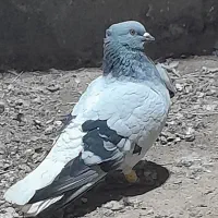 کبوتر شامی دم سفید ۱۰۰ تومان