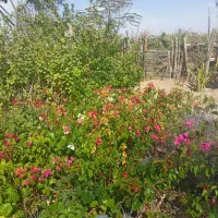 فروش انواع نهال فقط به صورت عمده