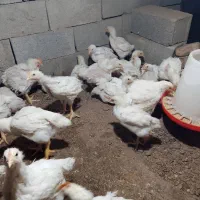 فقط ۱۳۰ ارگانیک|حیوانات مزرعه|تاتار علیا, |دیوار