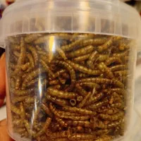 میلورم قوطی