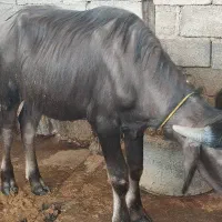 شوش