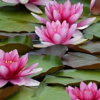 بذر عمده و خرده گل و گیاه|گل و گیاه طبیعی|شیراز, شاهچراغ|دیوار