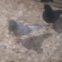 دوتاکبوتربفروش،میرسد