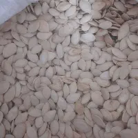 تخمه کدو باقیمت مناسب