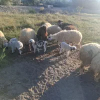 میش زایده|حیوانات مزرعه|میناب, |دیوار