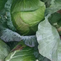 کلم برای گاوداری