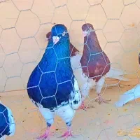 کبوتر کله ای و سینه ای سرخ .سیاه .زرد|پرنده|سمیرم, |دیوار