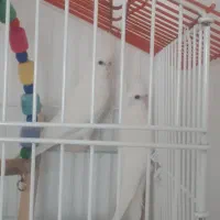 عروس هلندی آلبینو|پرنده|مرودشت, ژیان|دیوار