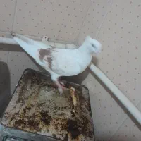 کبوتر ماده نباتی