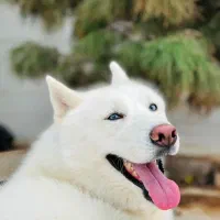 واگذاری سگ هاسکی اصل ماده  حرف گوش کن