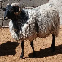 قوچ رومانوف