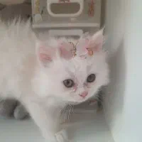 پیشی بریتیش ماده