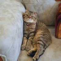 واگذاری سرپرستی اسکاتیش یک جفت|گربه|همدان, |دیوار