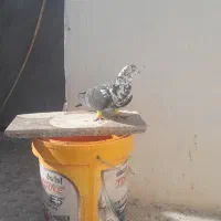 سوسکی گرفتنی