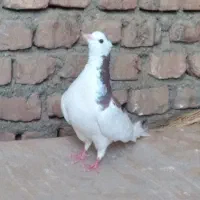 نر خال کاکلی|پرنده|بیرجند, |دیوار