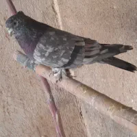 کبوترهماسرور