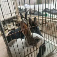 خرگوش 2سیاه یک سفید