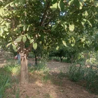 باغ هزار متری چغادون|فروش دفتر صنعتی، کشاورزی، تجاری|دورود, |دیوار