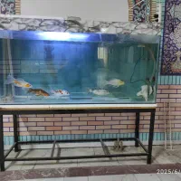 ماهی کوی و آکواریوم با پایه