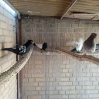 تعدادی کبوترسینه ای زاغ چشم ونوک ویک عددزیل|پرنده|فولادشهر, A4|دیوار