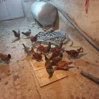 مرغ محلی جوان تخم‌گذار