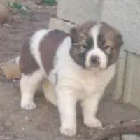 ترکمن. روس .گارد. گله. نگهبان|سگ|مشهد, ترمینال|دیوار