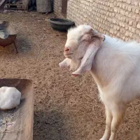 با سلام یک عدد نربز 4دندون|حیوانات مزرعه|کاشمر, |دیوار