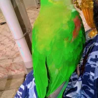 شاه طوطی ماده فول اهلی