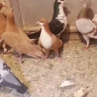 کبوتر خارج شهری