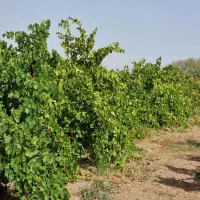 زzمین میخوای مثل tطلا بهت سود بده...|فروش دفتر صنعتی، کشاورزی، تجاری|محمدشهر, محمدشهر|دیوار