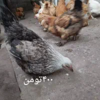 مرغ و خروس|حیوانات مزرعه|رشت, جانبازان|دیوار