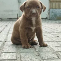 پیت بول، پیتبول نر