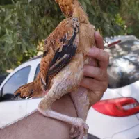 خروس کوشامو یا لاری مینیاتوری