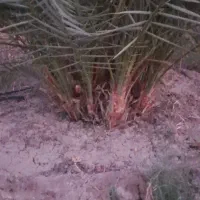 فروش پاجوش نخل ۸ کیلو ب بالا رسیده درجه ۱|خدمات باغبانی و درختکاری|قیروکارزین, |دیوار