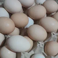 تخم مرغ محلی نطفه دار